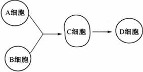 細胞融合技術(shù)關(guān)鍵方法與流程解析